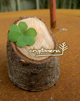 cryptomeria blog